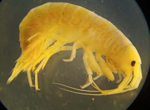 Gammarus sp.